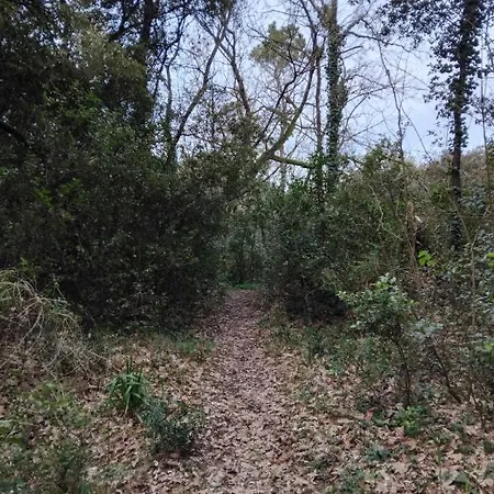 Sardine, Face A La Foret * Saint-Hilaire-de-Riez
