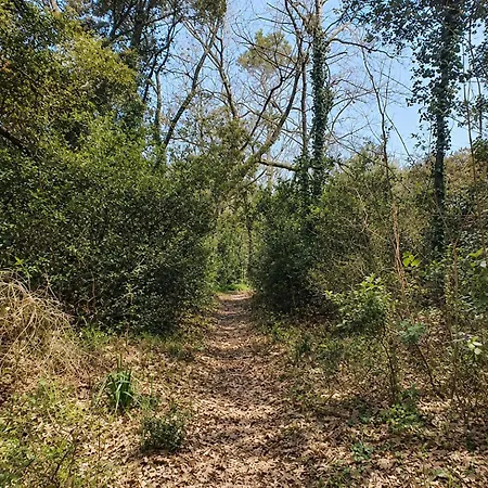 Sardine, Face à La Forêt *